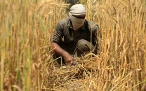 What is all season price in Punjab know current average rates